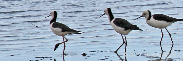 Pied Stilt