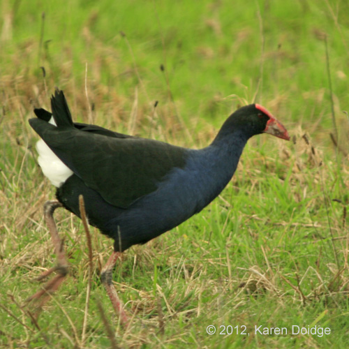 Pukeko