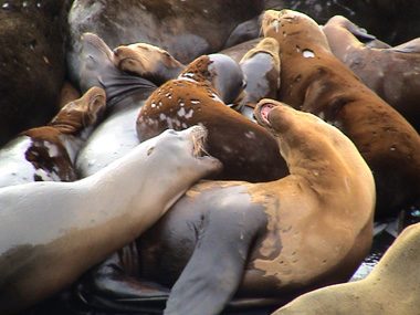 Sea lions