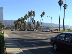 Palm lined street