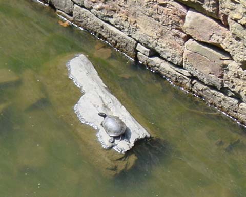 Basking turtle