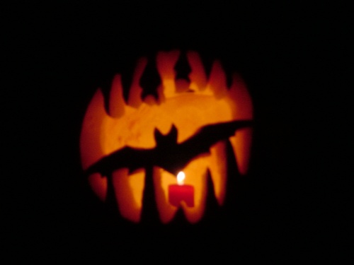 Pumkin bat in cave