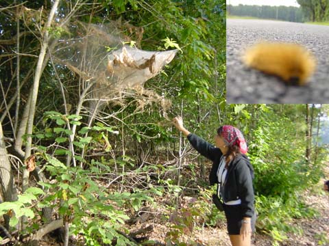 Badworm nest