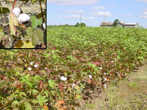 Paddocks of cotton