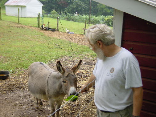 Donkey eating a piece of tree