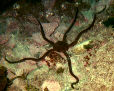 brittlestar