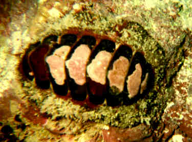 chiton