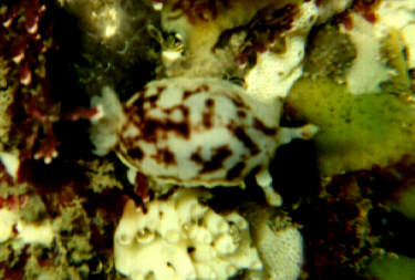 White/Brown Dorid