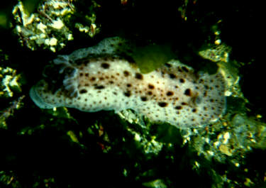 Another Dorid