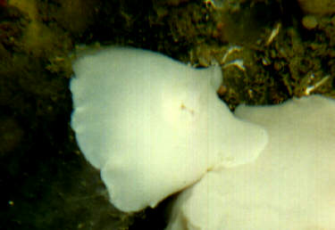 White dorid