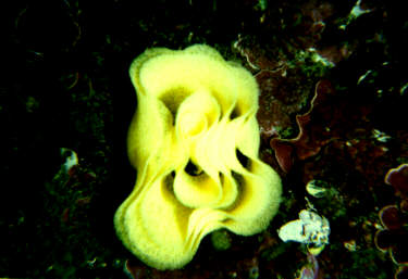 Nudibranch eggs