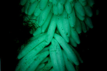 Squid eggs