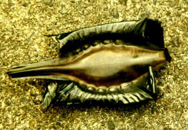 Elephant fish egg-case