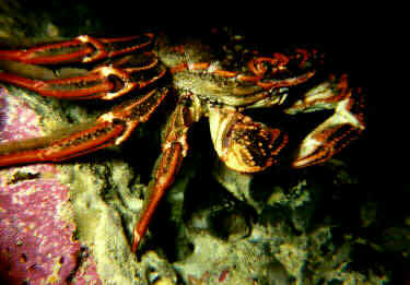 red rock crab