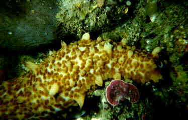 sea cucumber