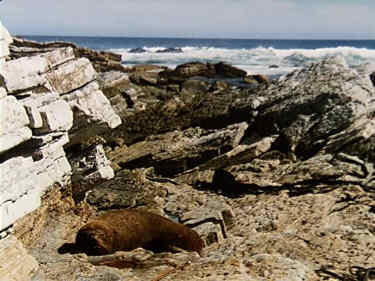 NZ Fur Seal